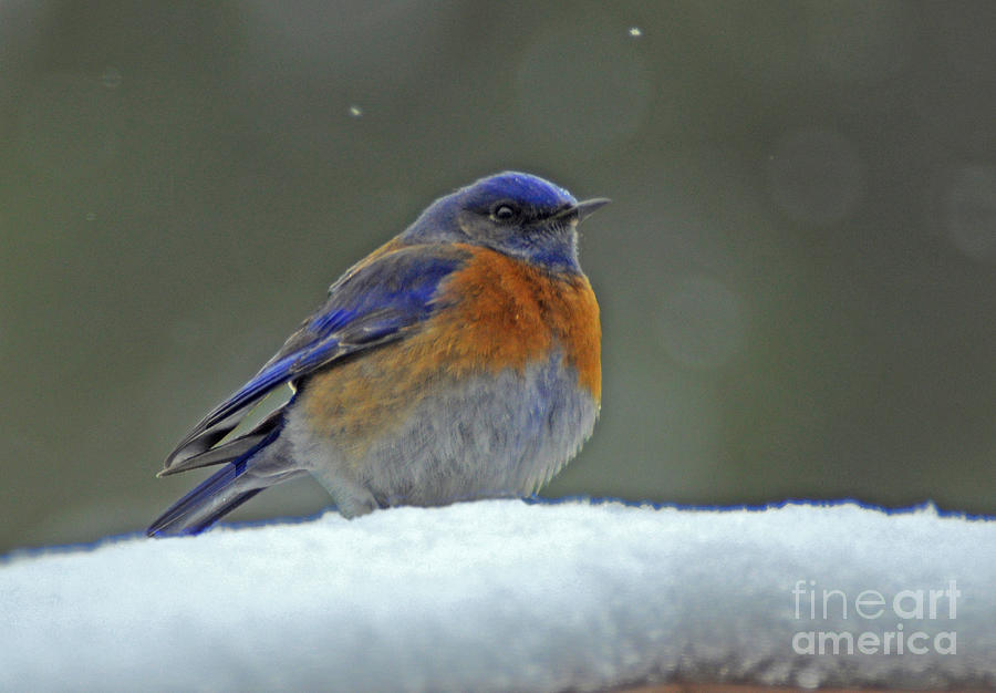 717A Cold Western Bluebird Photograph by NightVisions