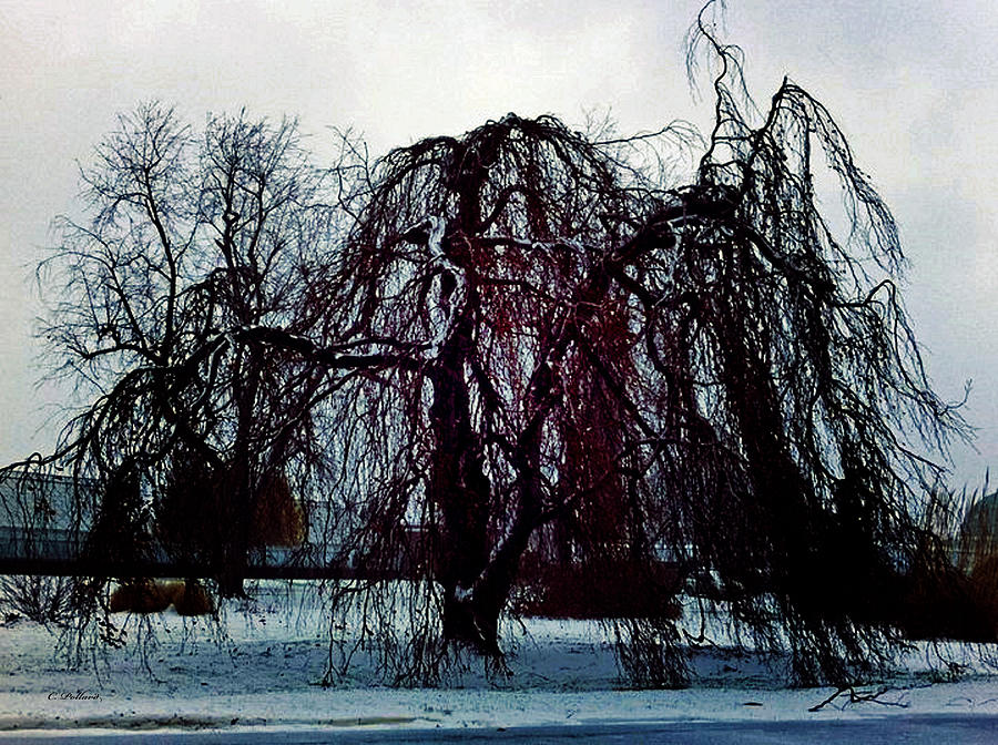 Winter Photograph - Cold Willow by Christy Pollard
