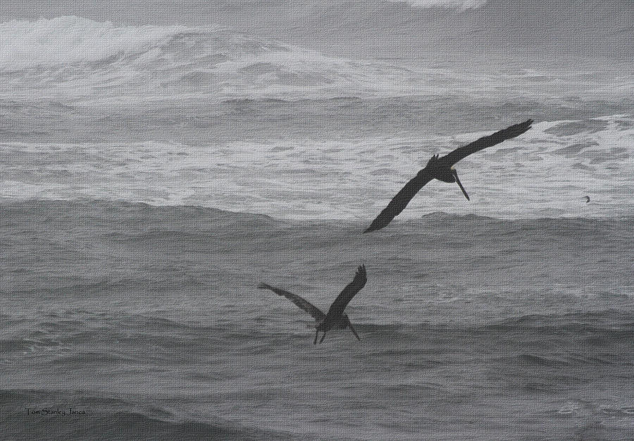 Cold -Windy-Foggy-Rough Ocean And The Pelicans Are Still Fishing Photograph by Tom Janca