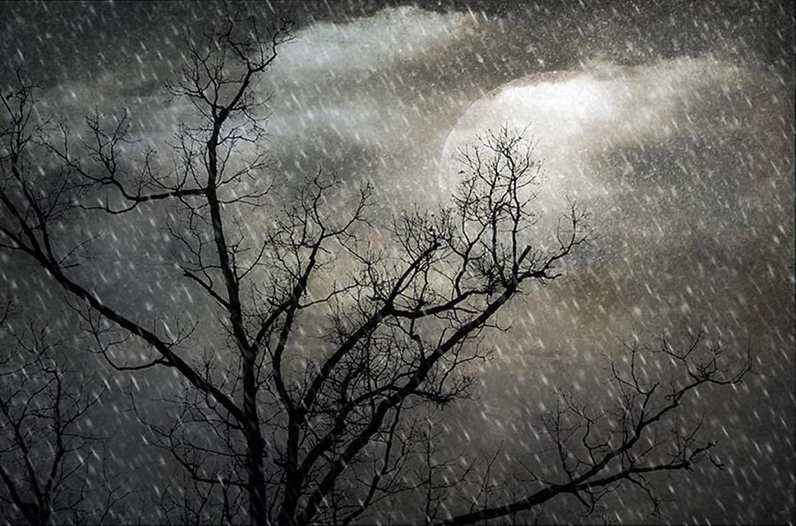 Tree Photograph - Cold Winters Night by Stephanie Calhoun