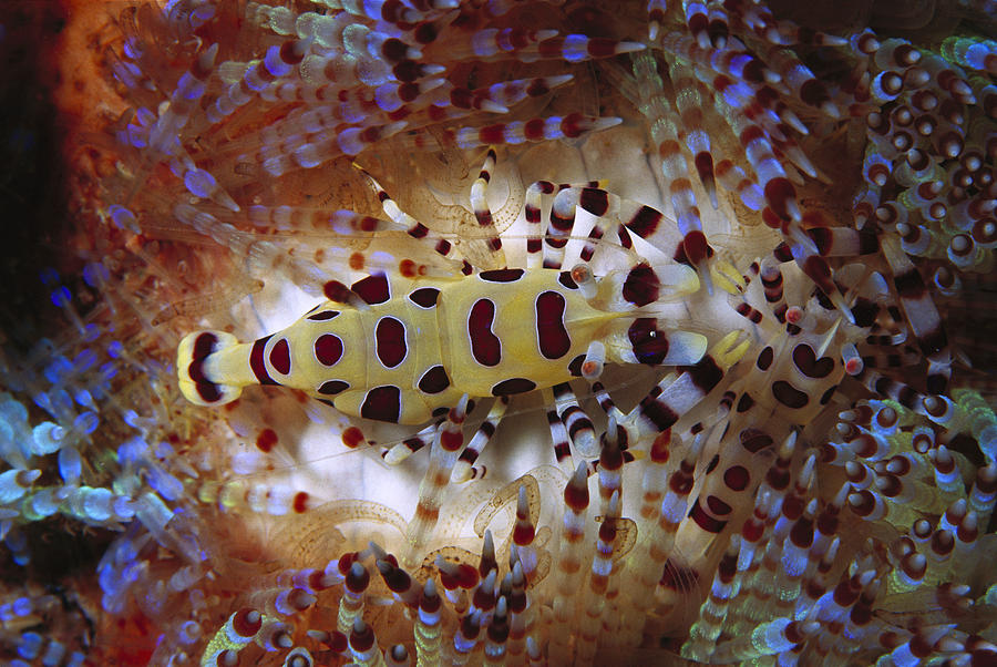 Colemans Shrimp On Venomous Sea Urchin Photograph by Hiroya Minakuchi