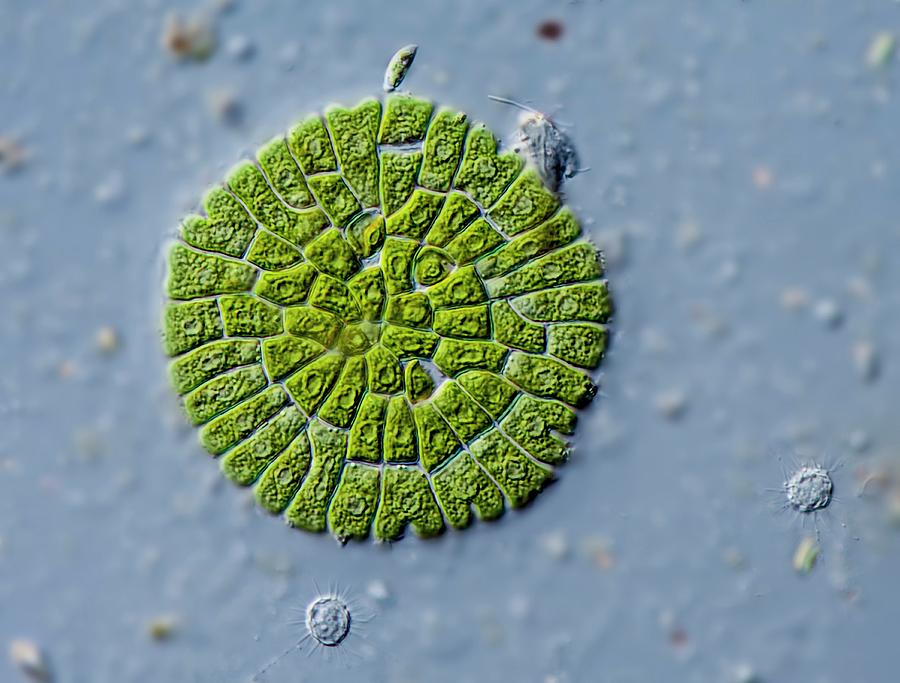 Nature Photograph - Coleochaete Green Alga by Gerd Guenther