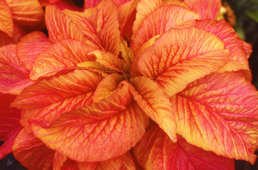 Coleus 02 Photograph by Lee Newell