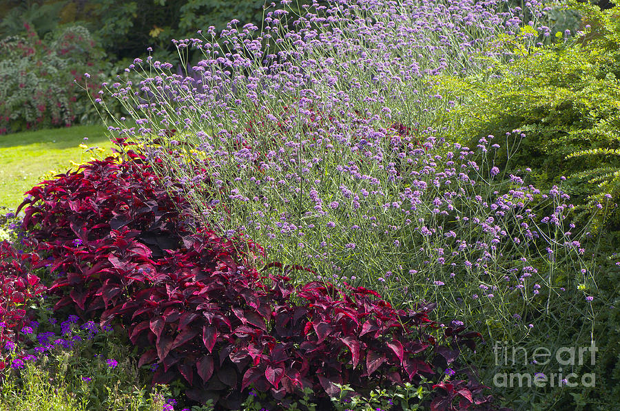 Coleus and Lavender Photograph by Sharon Talson