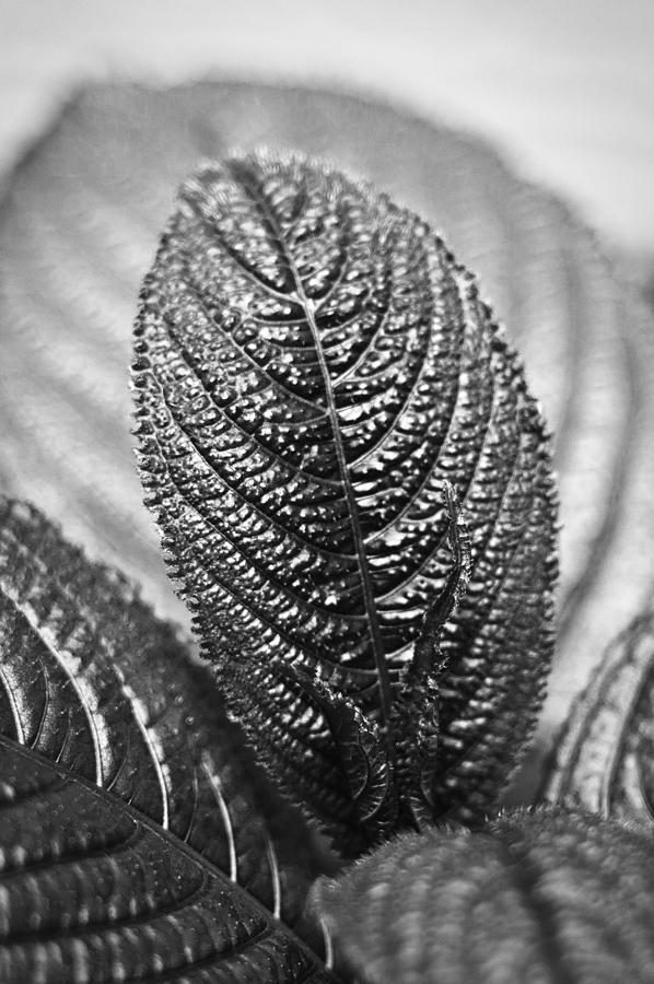 Coleus - BW Photograph by Carolyn Marshall