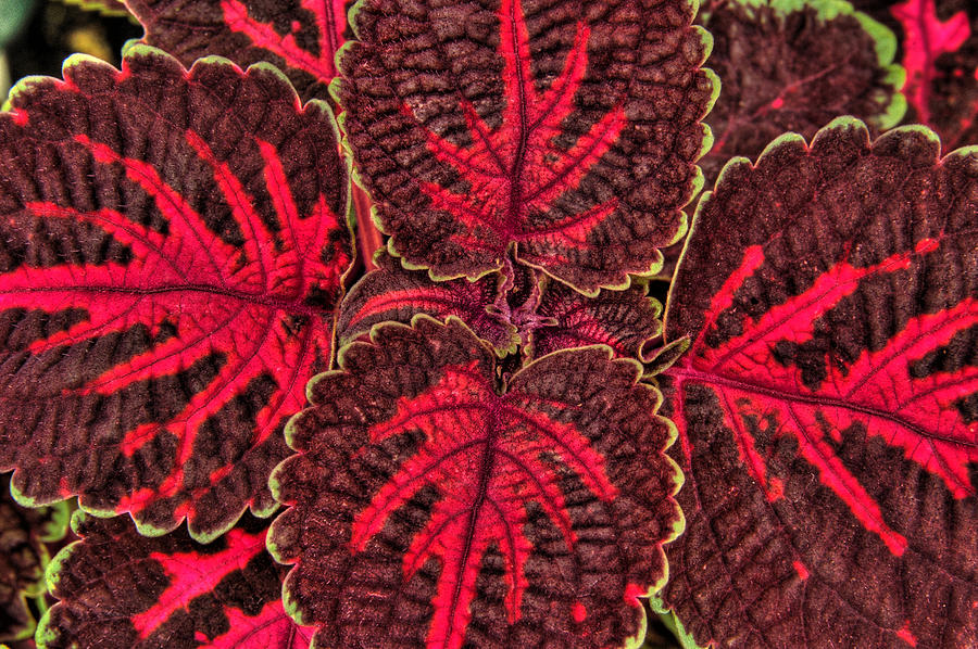 Coleus Close-up Photograph by Rob Huntley