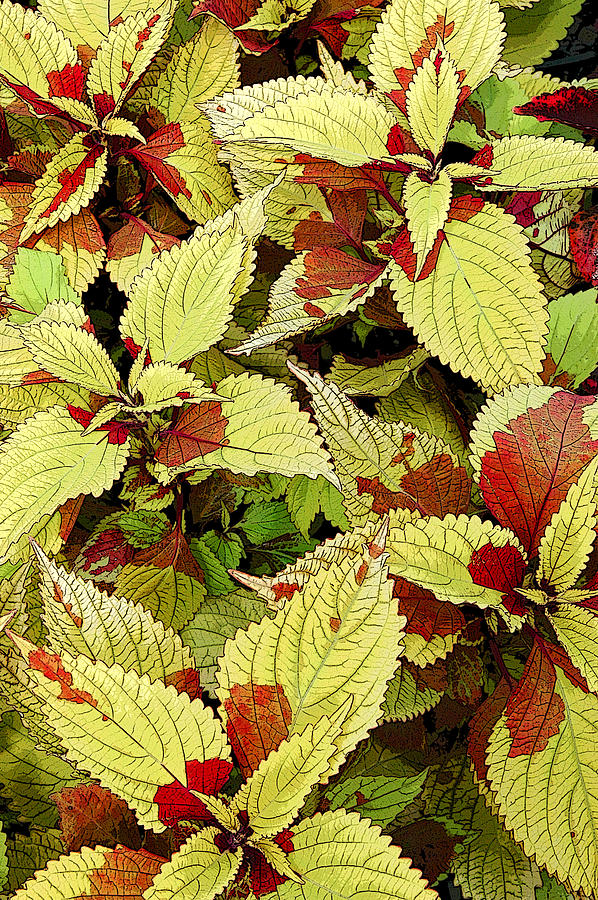 Coleus Detail Photograph by Rob Huntley