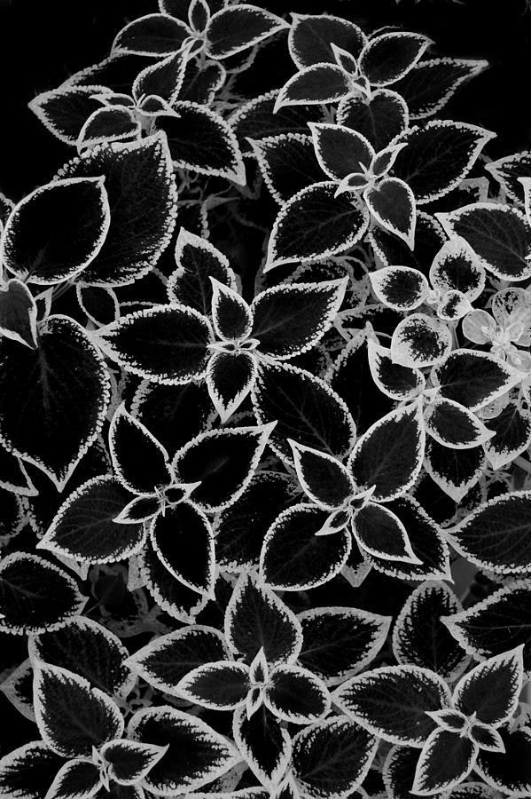 Coleus Foliage Monochrome Photograph by Nathan Abbott