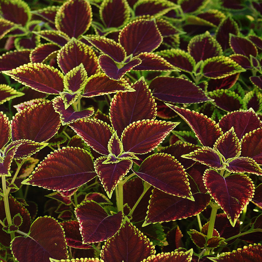 Coleus Photograph by Lori Knisely