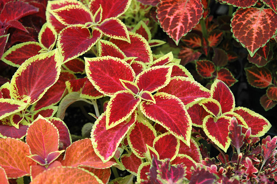Coleus Mix Photograph by Rob Huntley