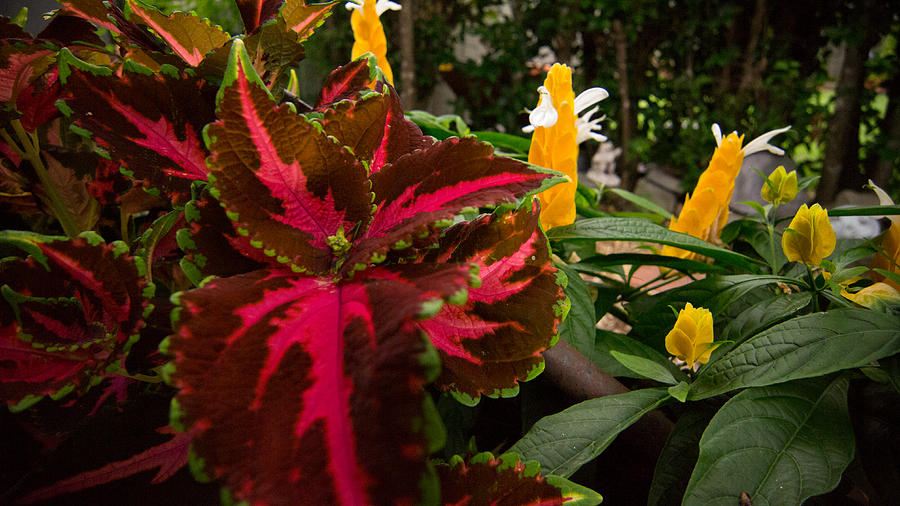 Coleus playing with Shrimp Plants Photograph by Trace Ready - Pixels