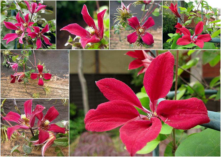 Collage Clematis Photograph by Helene U Taylor