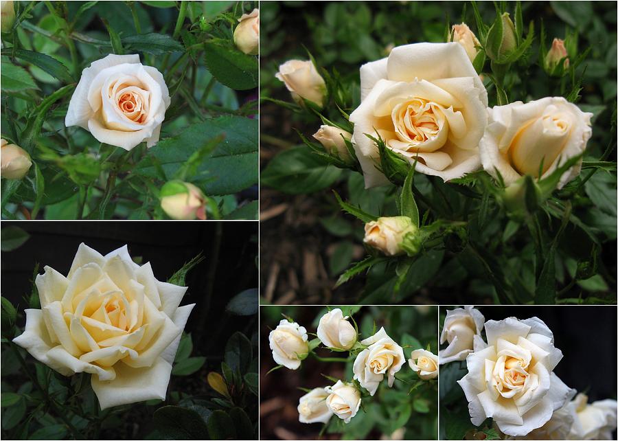 Collage Cream Pot Rose Photograph by Helene U Taylor
