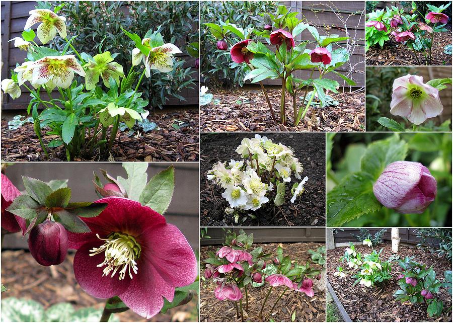 Collage Hellebores Photograph by Helene U Taylor