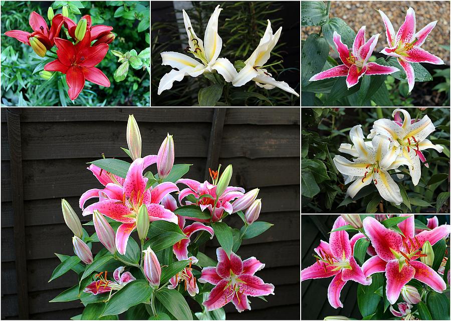 Collage Lilies Photograph by Helene U Taylor