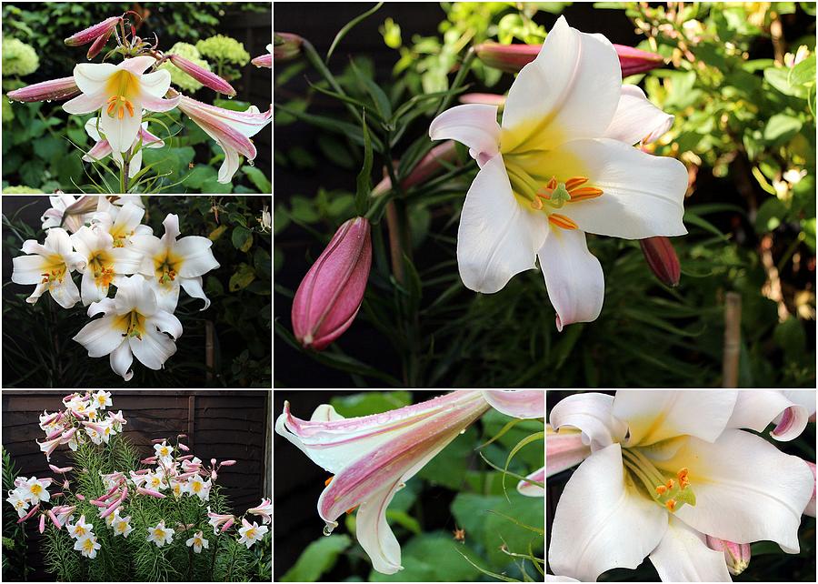 Collage Lilium regale Photograph by Helene U Taylor