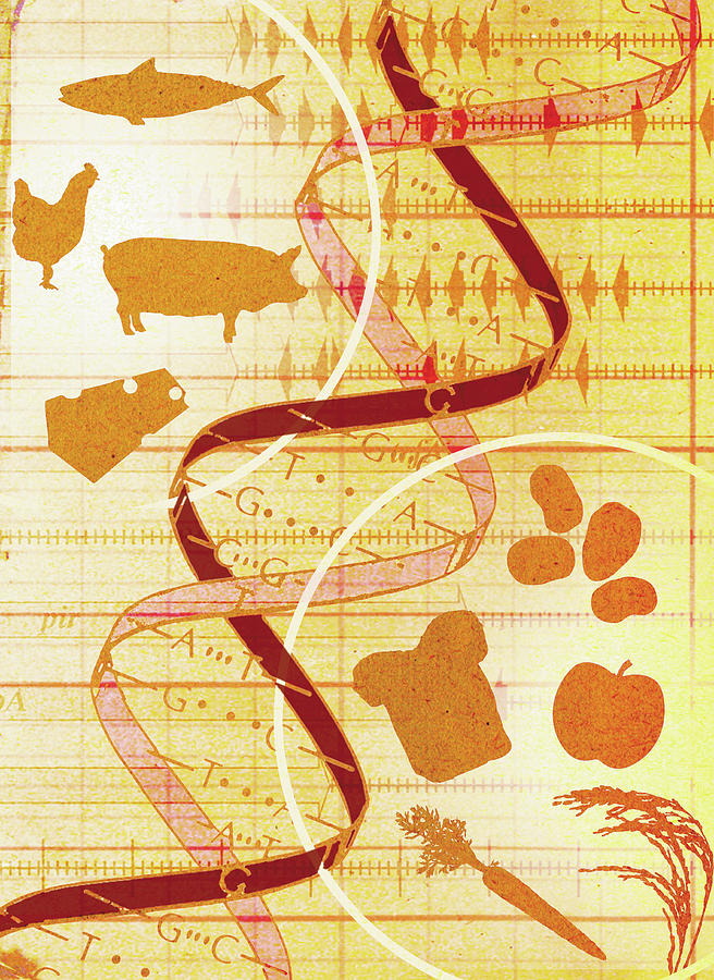 Collage Of Animals, Food And Dna Helix Photograph by Ikon Ikon Images