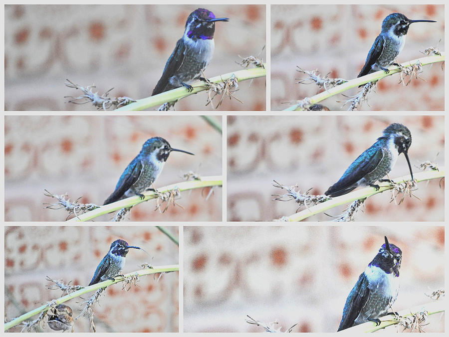Hummingbird Photograph - Collage Of Black Chinned Hummingbird by Jay Milo
