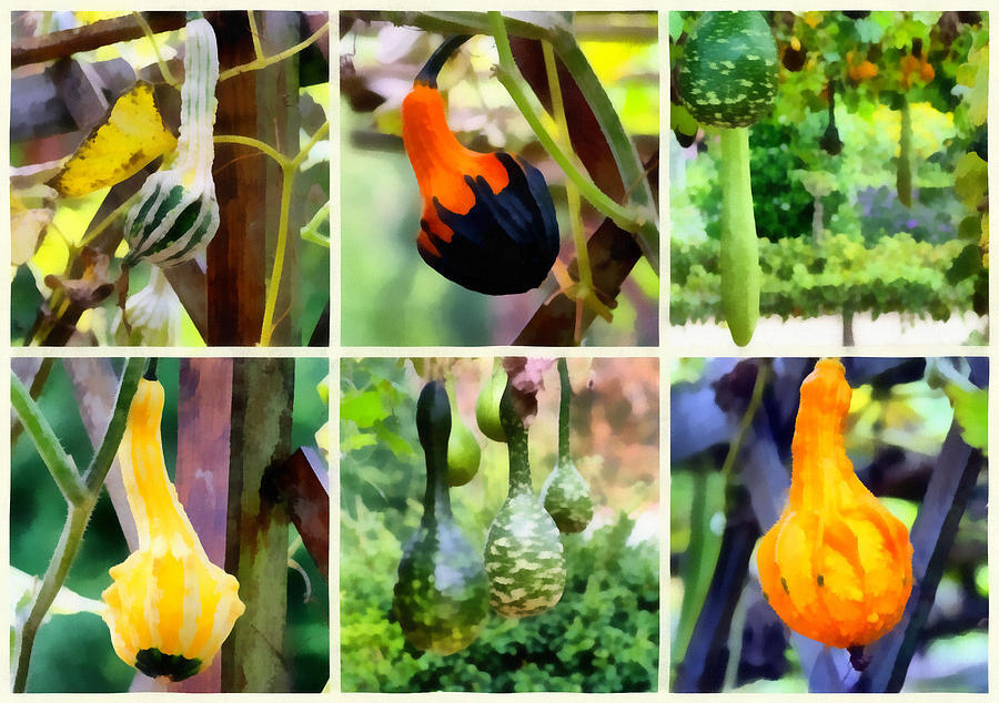 Collage of Gourds Photograph by Mick Flynn