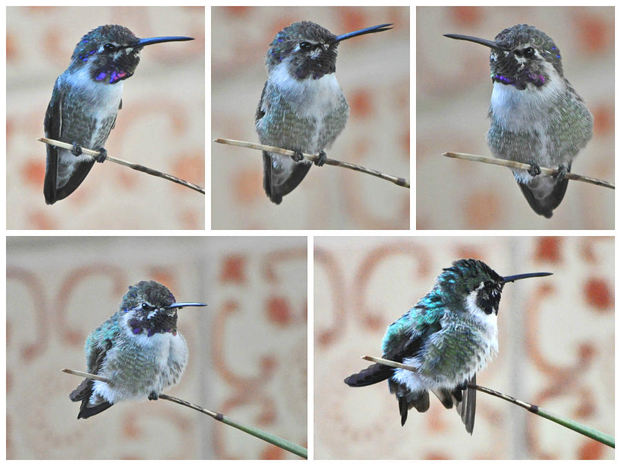 Collage Of Hummingbird Costas On Yucca Reed Photograph by Jay Milo