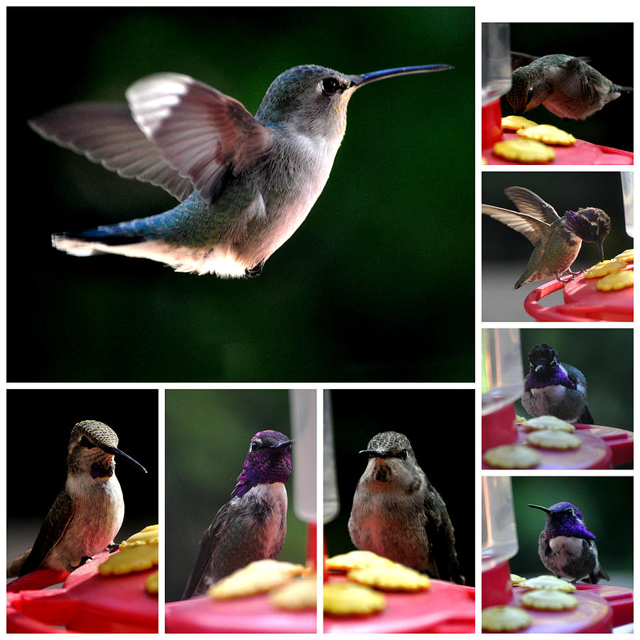 Collage Of Hummingbirds No. 2 Photograph by Jay Milo