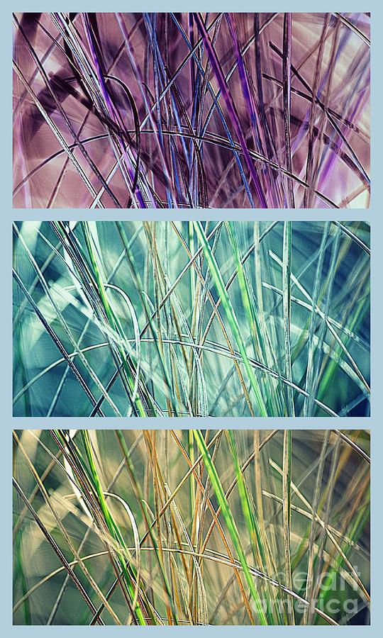 Collage of See Grass Photograph by Susanne Van Hulst