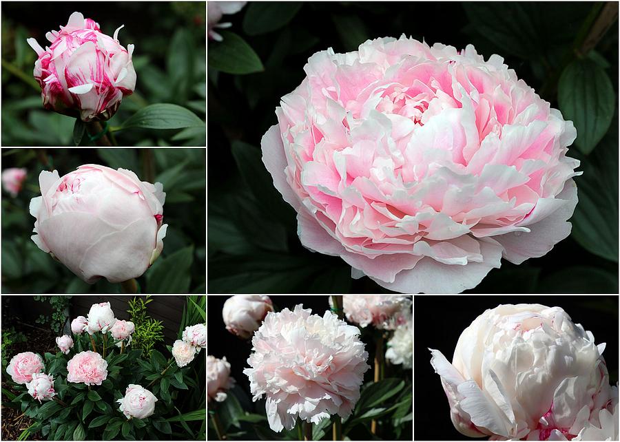 Collage Paeonies Photograph by Helene U Taylor