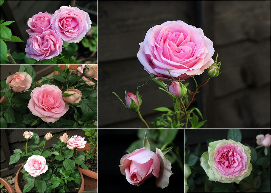 Collage Pink Pot Rose Photograph by Helene U Taylor