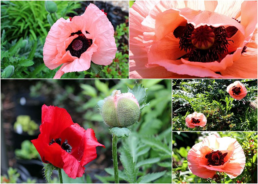 Collage Poppies Photograph by Helene U Taylor