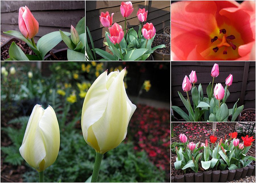 Collage Tulips Photograph by Helene U Taylor