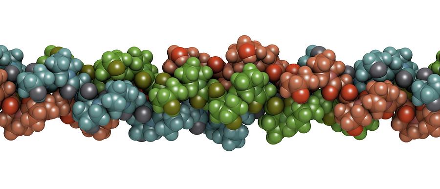 Collagen Protein Molecule by Molekuul/science Photo Library