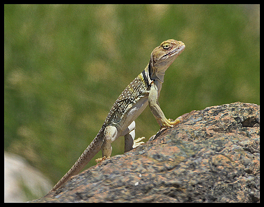 Collard Lizard Photograph by Tom Janca