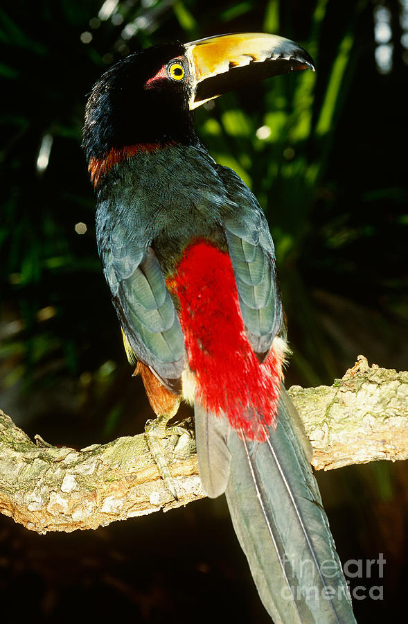 Collared Aracari Photograph by Art Wolfe - Pixels