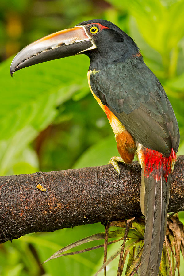 Collared Aracari in Costa Rica Photograph by Natural Focal Point Photography