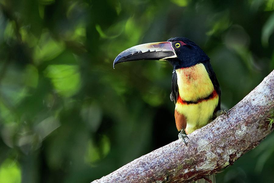 Collared Aracari by Science Photo Library