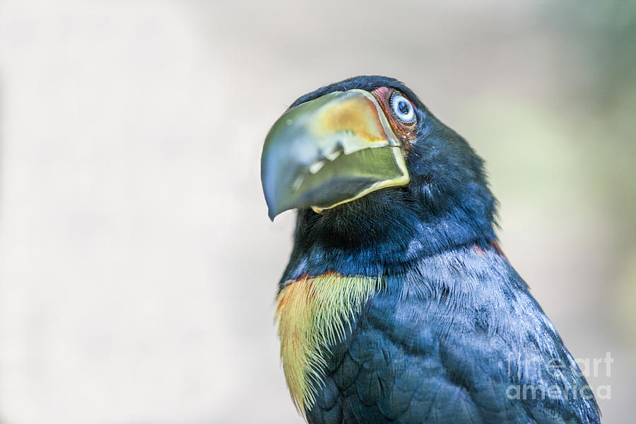 Collared Aracari bird Photograph by Patricia Hofmeester