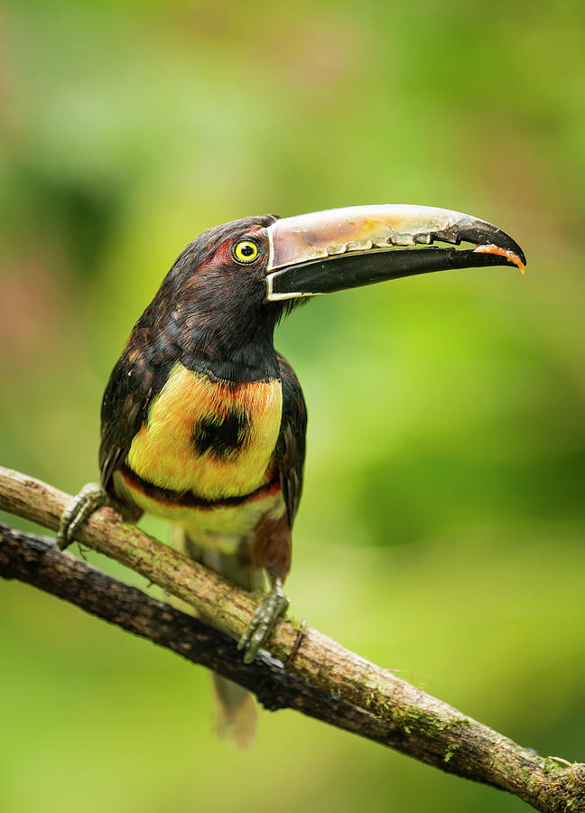 Collared Aracari Pteroglossus Photograph By Josh Miller Photography