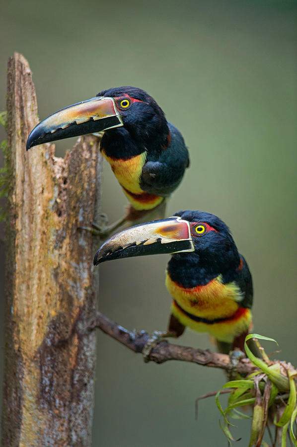 Wildlife Photograph - Collared Aracari Pteroglossus Torquatus by Panoramic Images