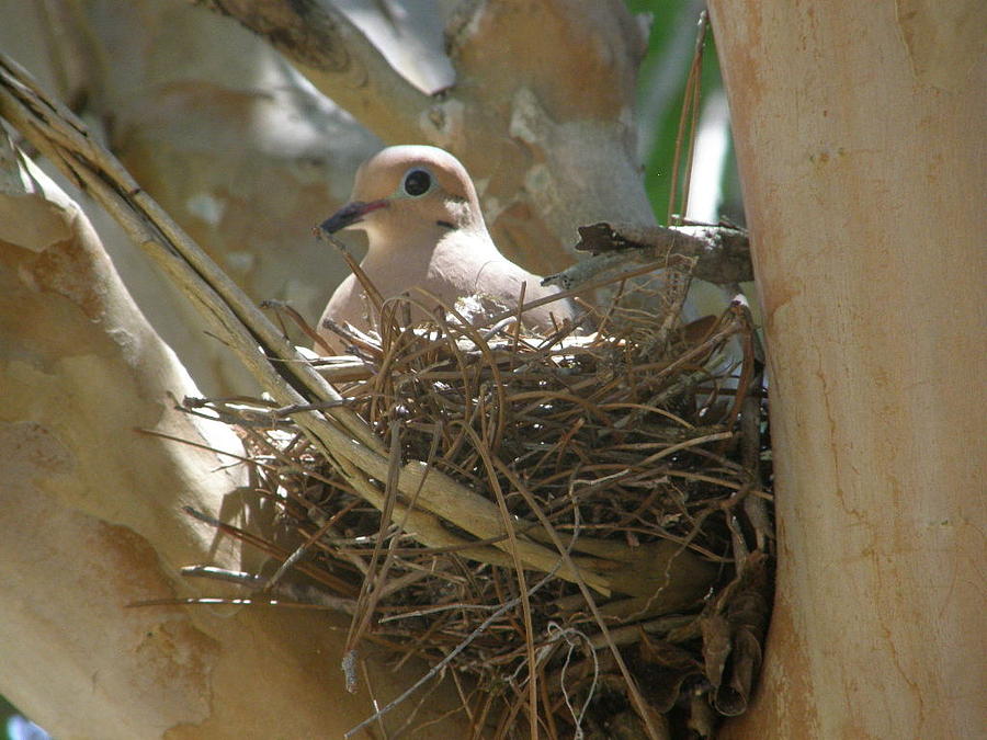 Collared  Dove Photograph by Caryl J Bohn