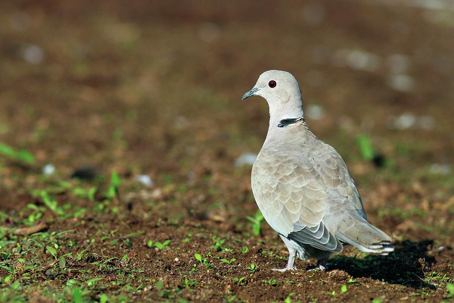 Dove Photograph - Collared Dove by Photostock-israel/science Photo Library