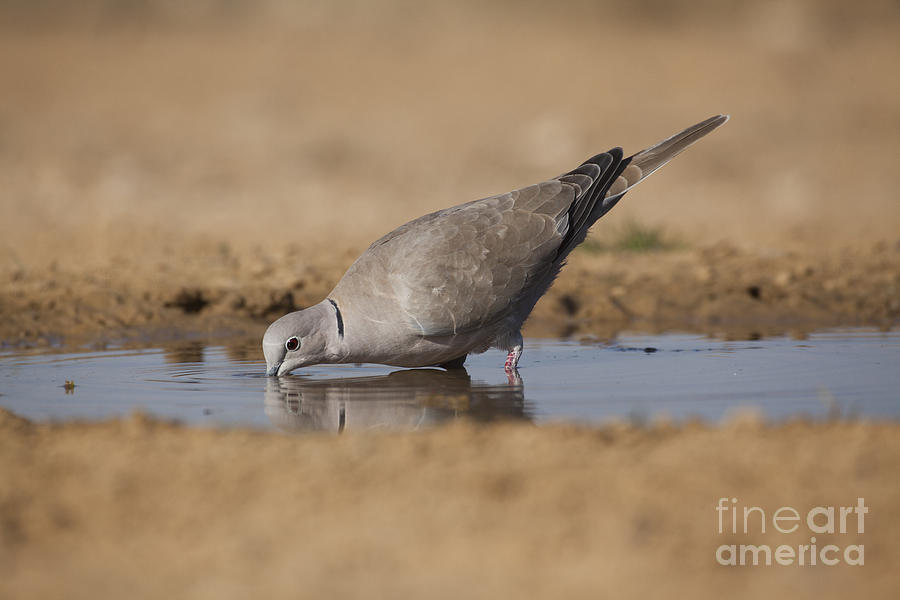 Collared Dove Streptopelia decaocto Photograph by Eyal Bartov - Fine ...