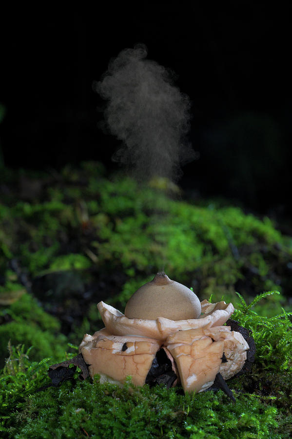 Collared Earthstar (geastrum Triplex) Photograph by Simon Booth/science Photo Library