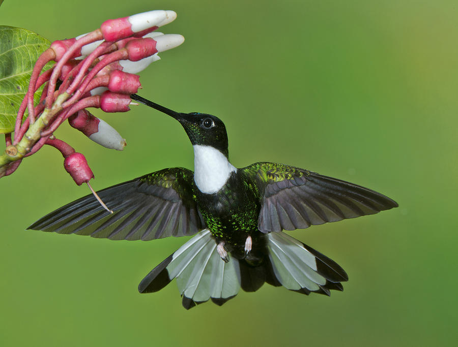Collared Inca Hummingbird Photograph by Anthony Mercieca