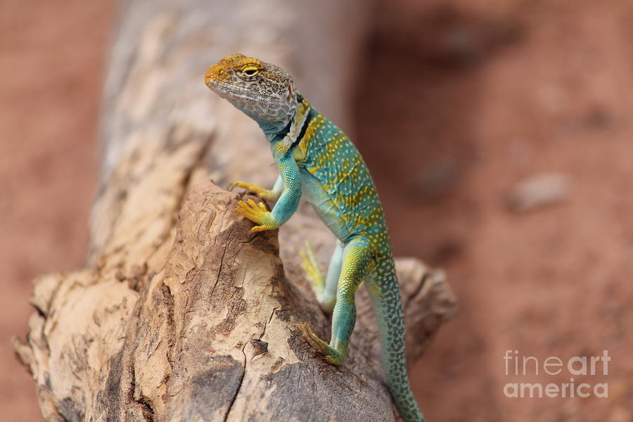 Collared Lizard At Colorado National Monument Photograph By John D ...