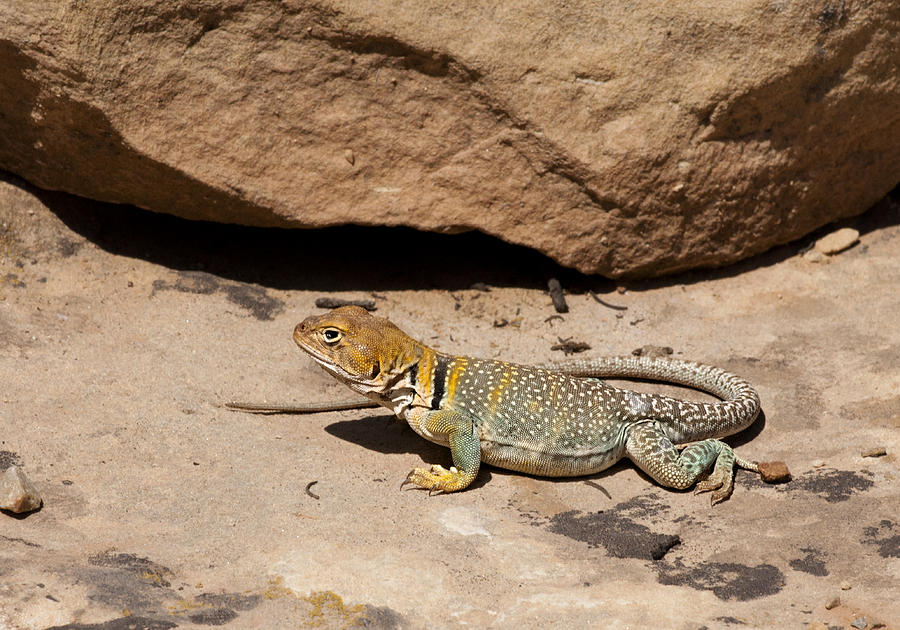 Grand Canyon National Park Photograph - Collared Lizard by Betty Depee