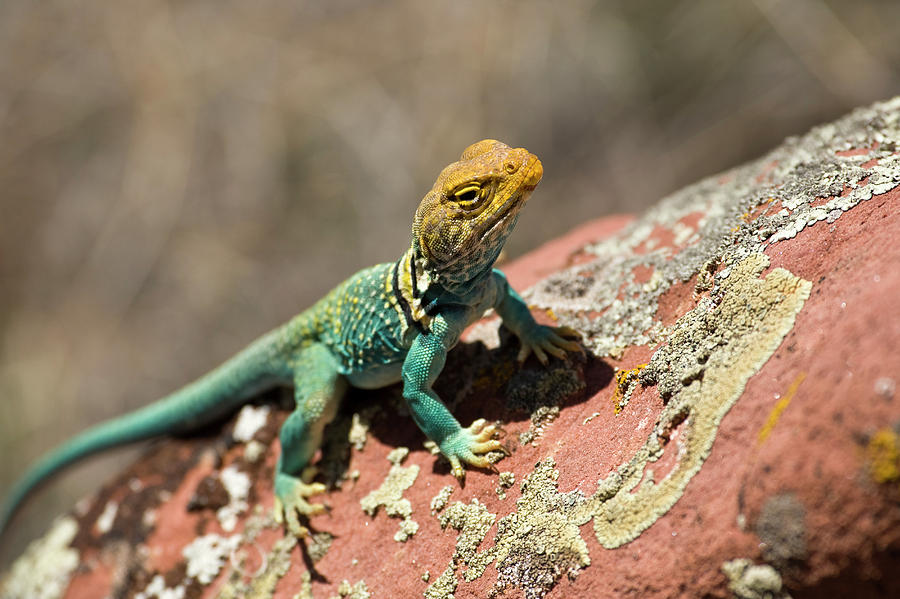 Collared Lizard Colorado Photograph By Whit Richardson