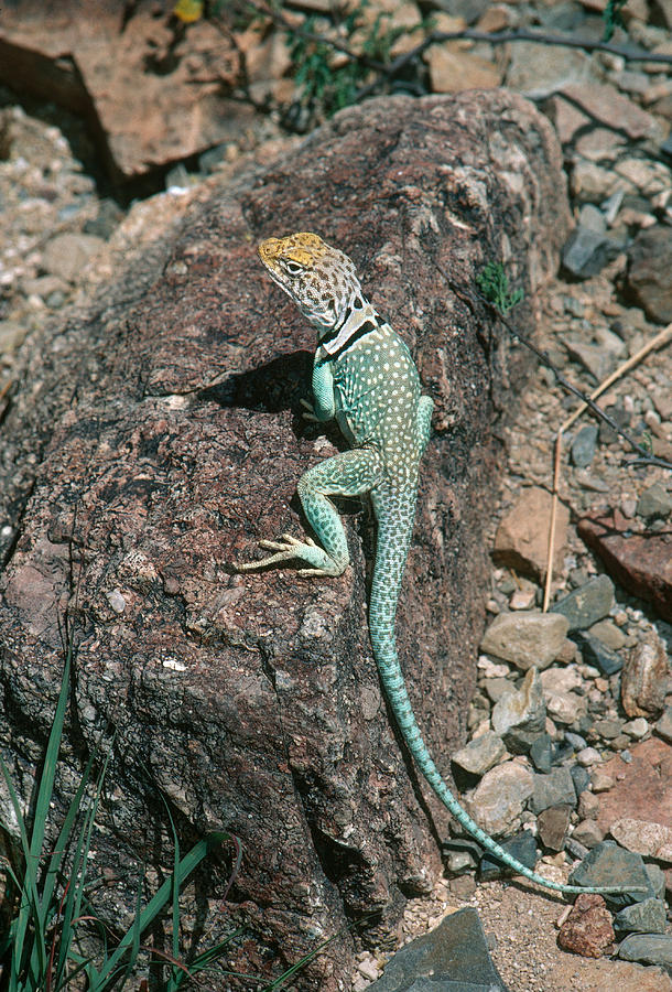 Collared Lizard Photograph by Gerald C. Kelley