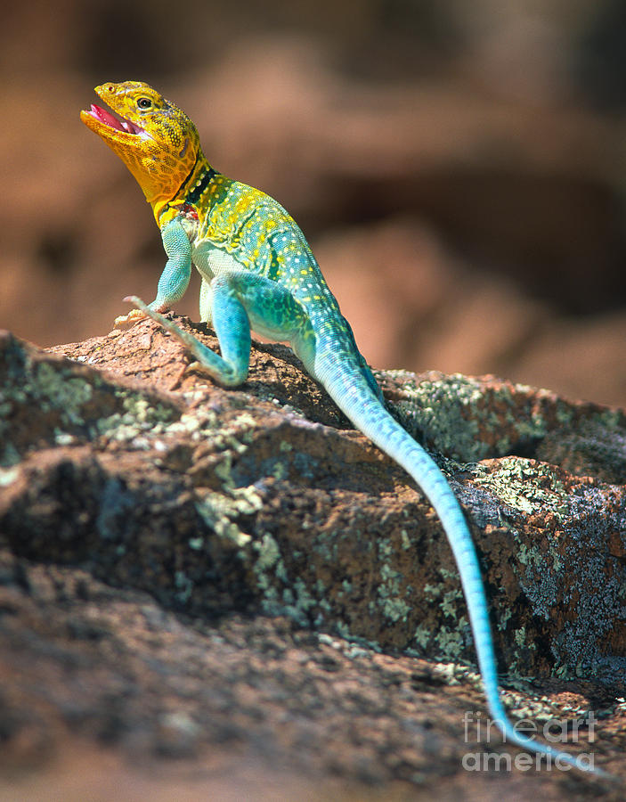 Reptile Photograph - Collared Lizard by Inge Johnsson
