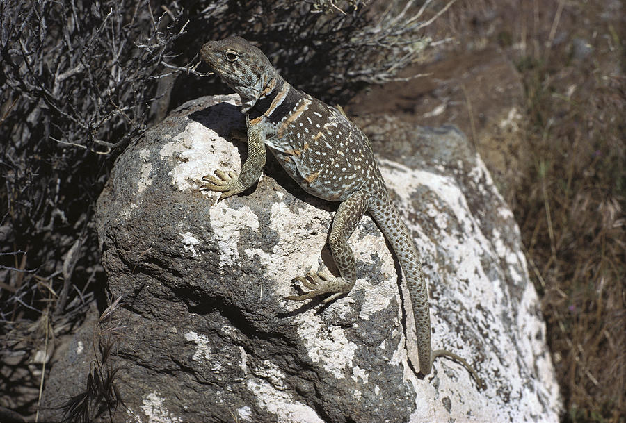 Collared Lizard Sunning Mojave Desert Photograph by Larry Minden