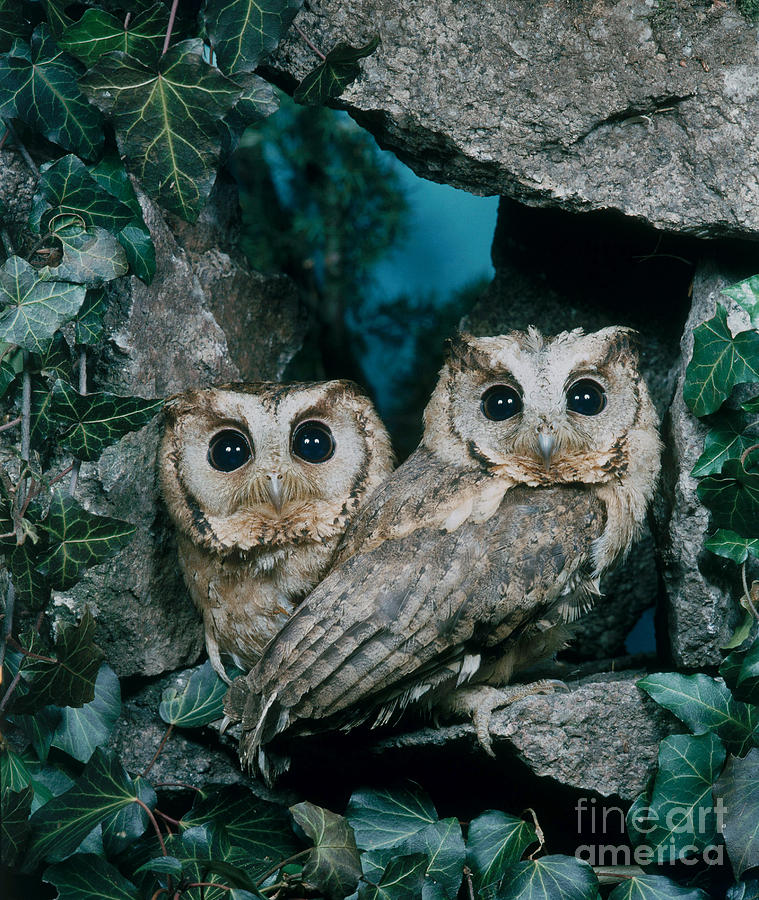 Collared Scops Owl Photograph by Hans Reinhard